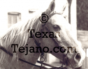 ca 1800’s Horse Tack and Equipment